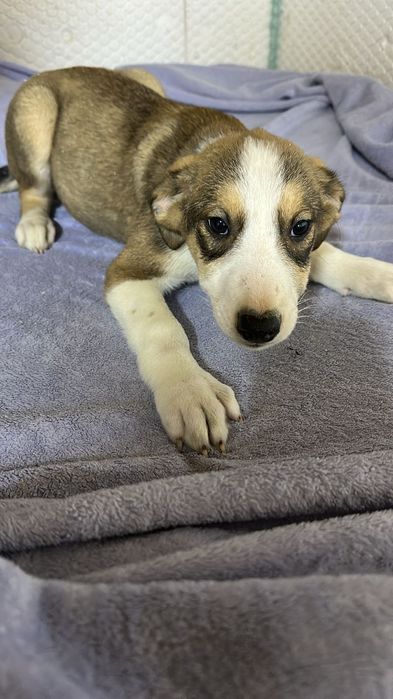 Ищу дом щенкам 4месяца