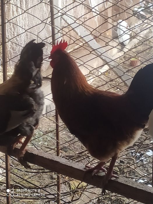 Jaydari xorozlar sotiladi