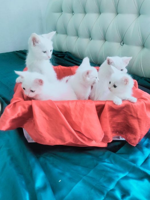 Очаровательные белоснежные котята