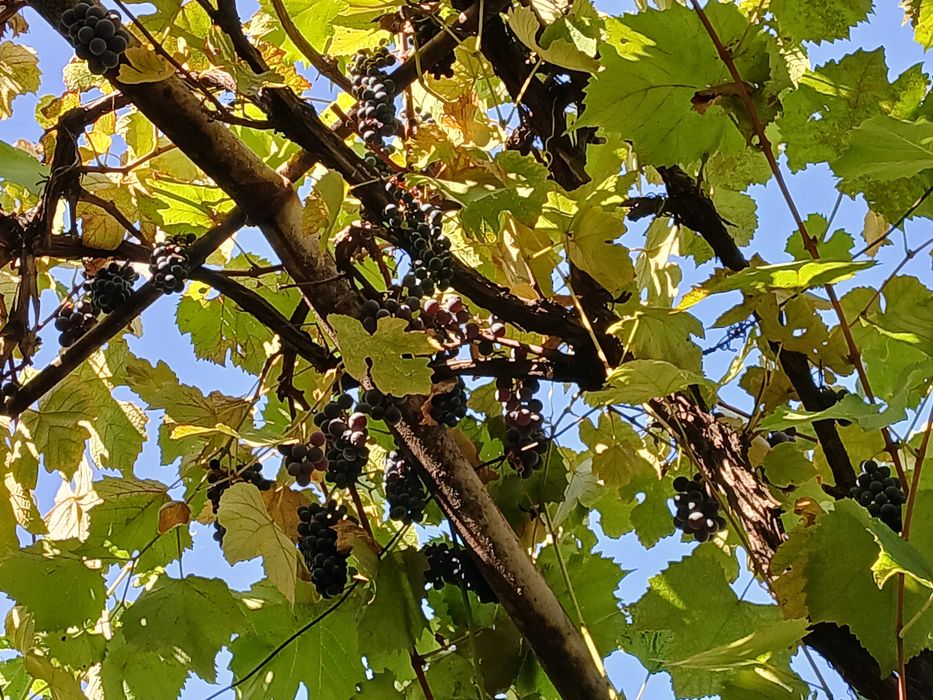 Must Struguri purpurii inchisi 10 lei/1 L, bogat in Resveratrol