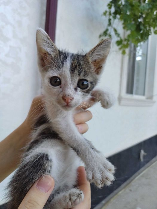 Бесплатно, котёнок в хорошие руки