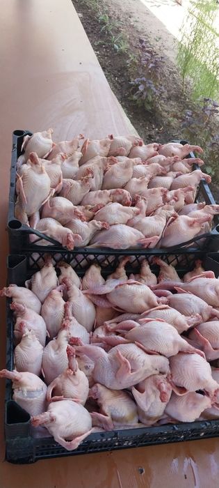 Тушки перепелов.