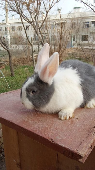 Кролики продаются