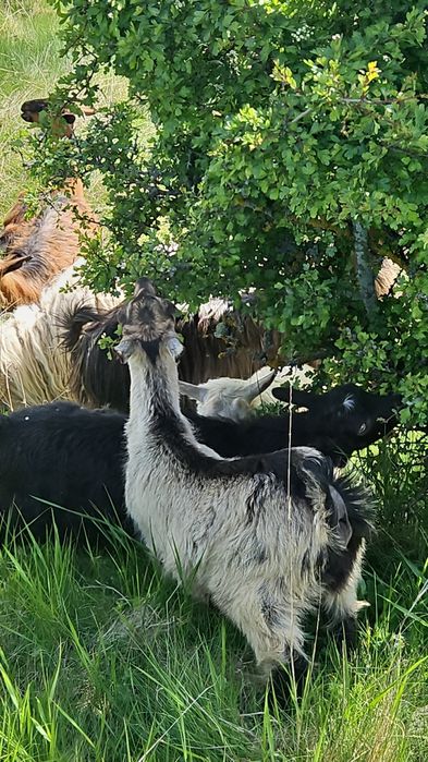 Vând ied țăpișor