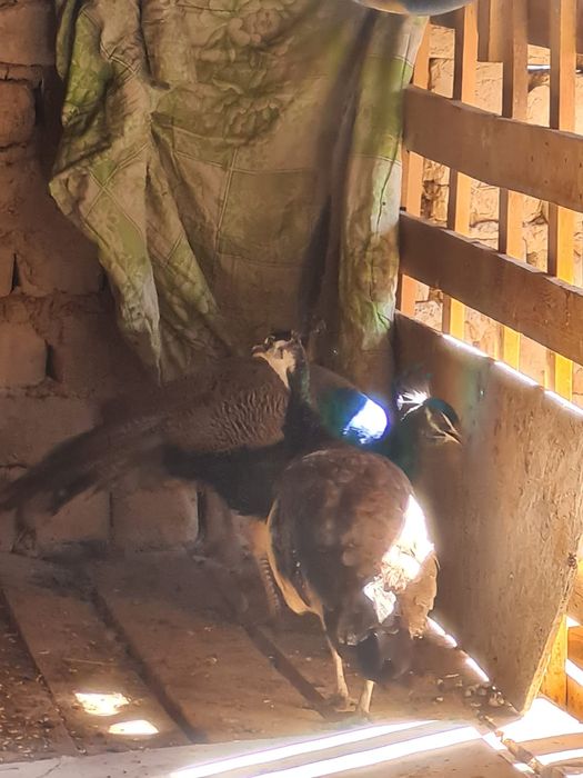 Райская птица ПАВЛИН и две павы !!!