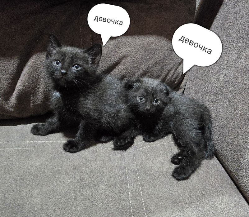 Котята шотландцы.