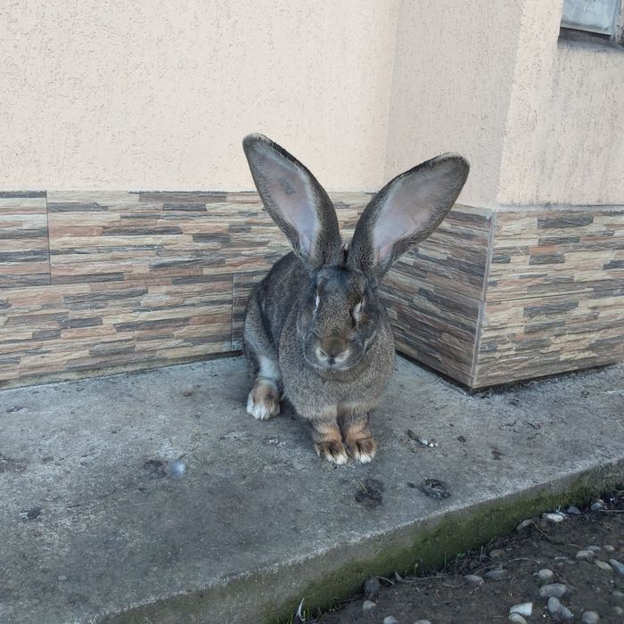 Vînd Femela și mascul uriaș german gri