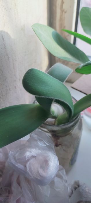 Цветы.Продам или обмен