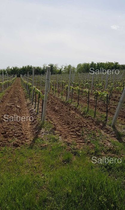 Spalieri fabricati din Beton ideali pentru Vita de Vie sau imprejmuiri