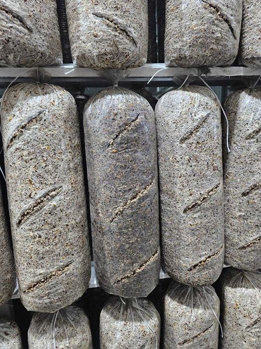 блоки грибов вешенок