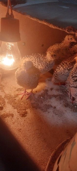 Бодене балапандары сатылады