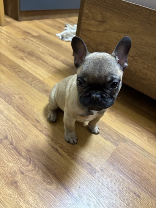 Френски  Булдок на 3 месеца