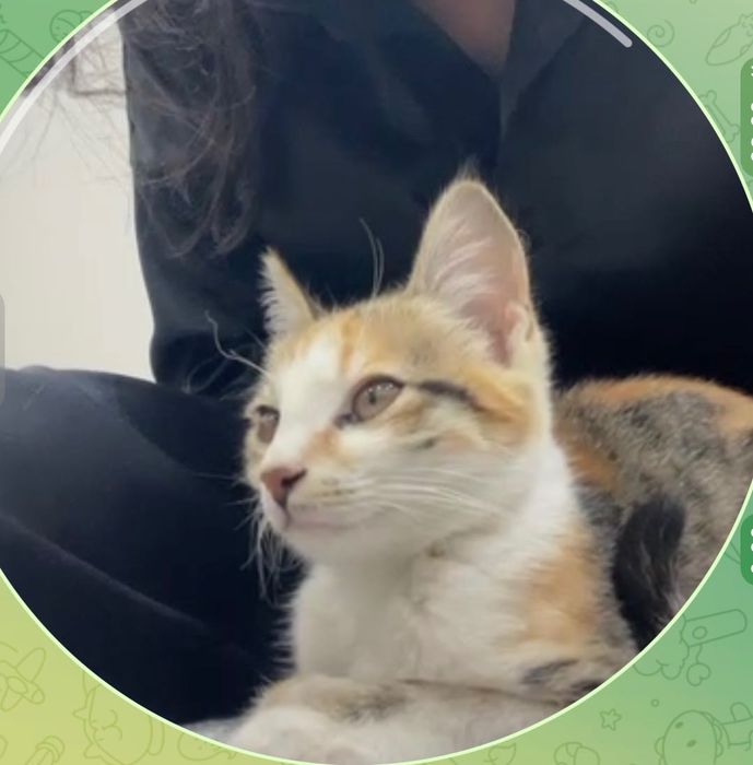 Маленькие котята