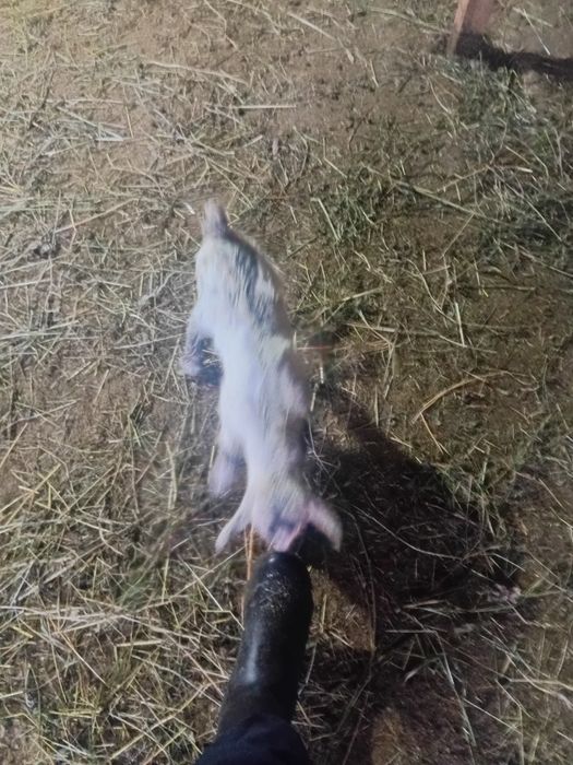 Vand ieduti de cresc la biberonu