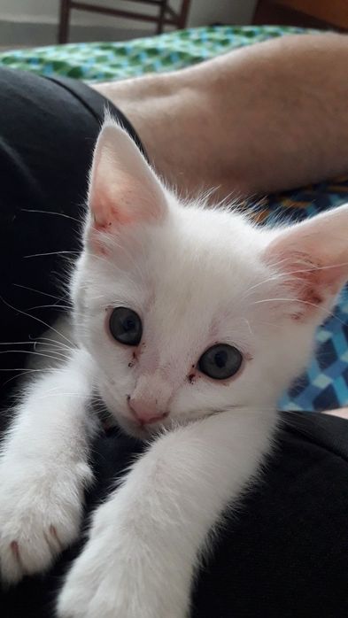 Котёнок турецкая ангора