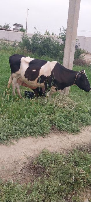 Ona bola sutlik sigirlar va hòkizlar bor