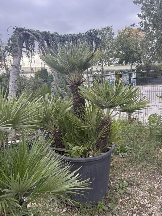 Palmieri multi trunchi