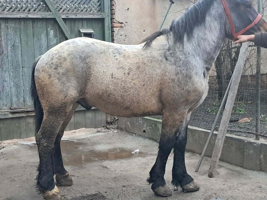 vand manz de 3 anii garantat de ham