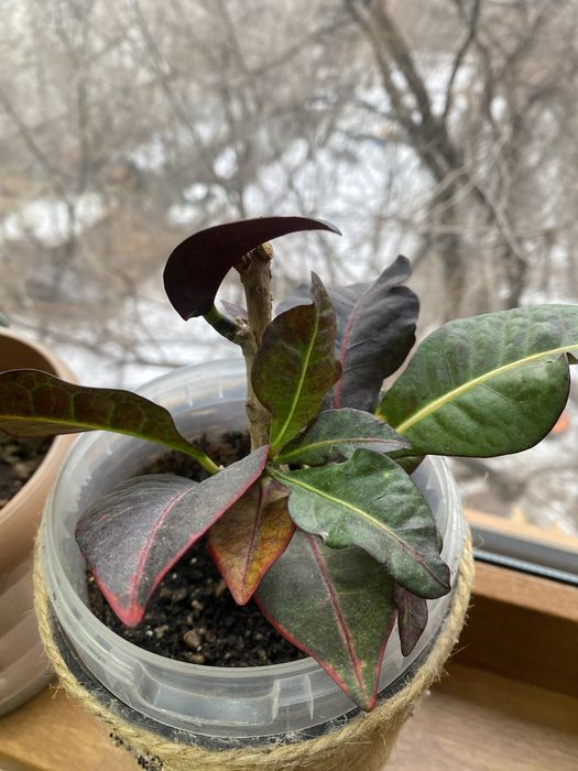 Растения комнатные