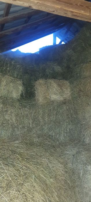 Baloţi lucerna 300 si baloți de fân 500