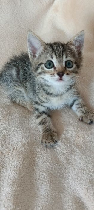 Отдам котенка мальчика в добрые руки
