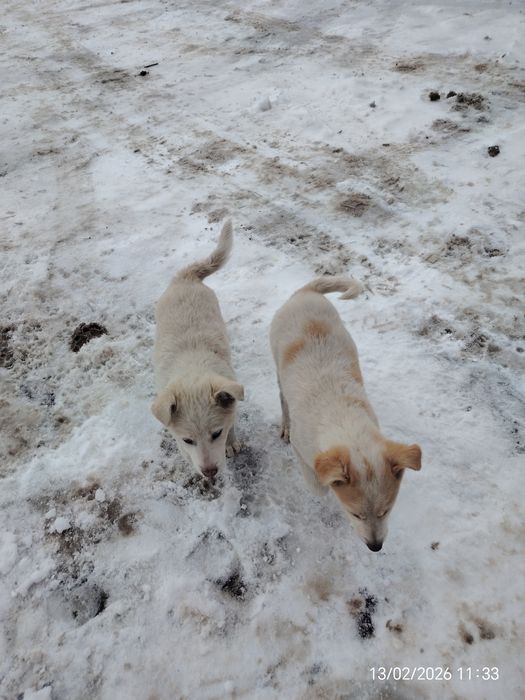 Отдам щенков 2 месяца