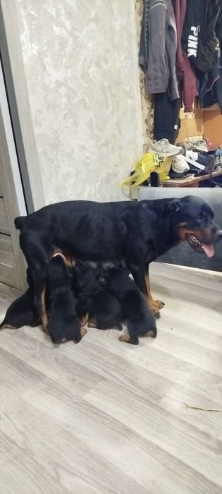Животные Ротвейлер
