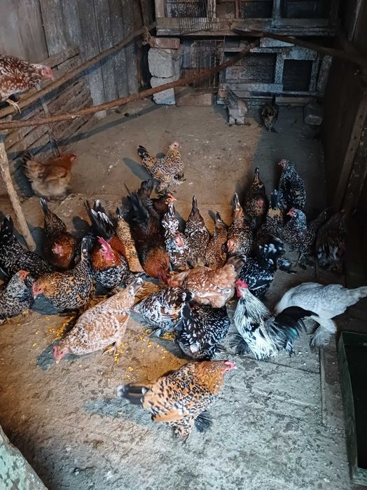 Vand pitici 50 de lei bucata