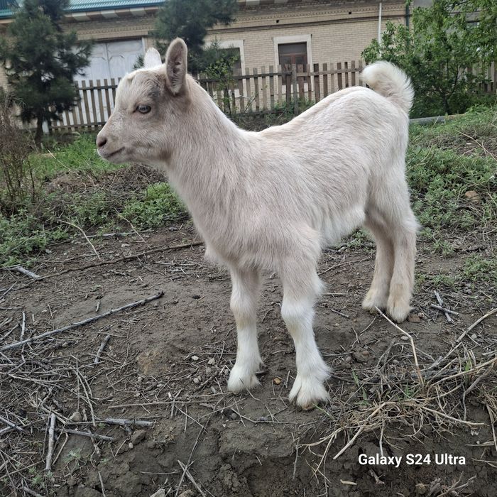 Зотли эчки болалари фермадан