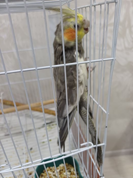 Продам попугая...