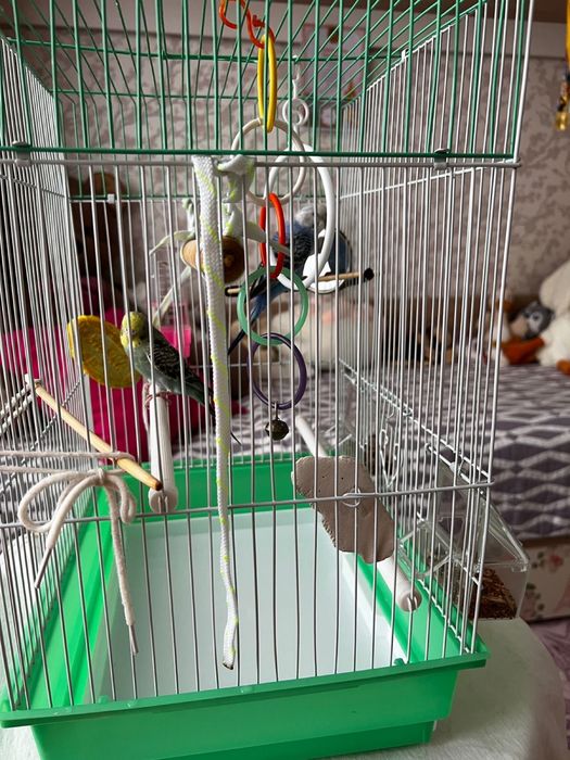 Волнистые попугаи