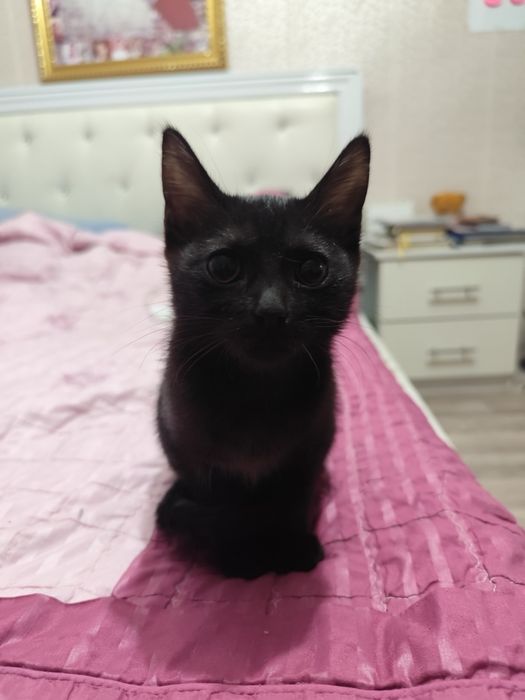 Котята в хорошие руки
