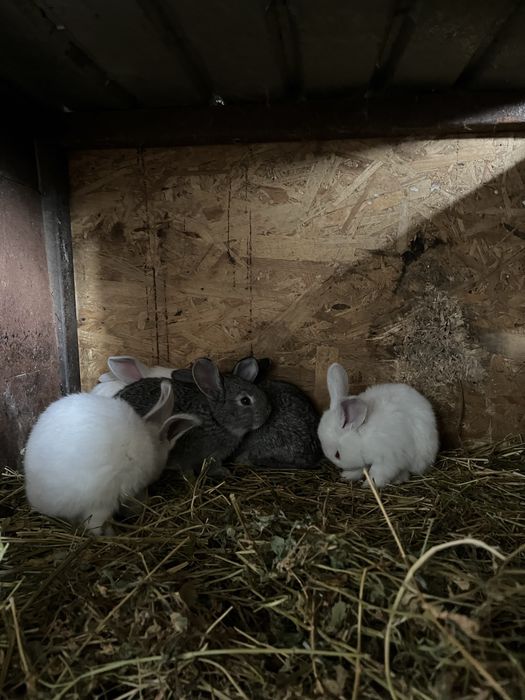 Vand iepuri adulti si pui