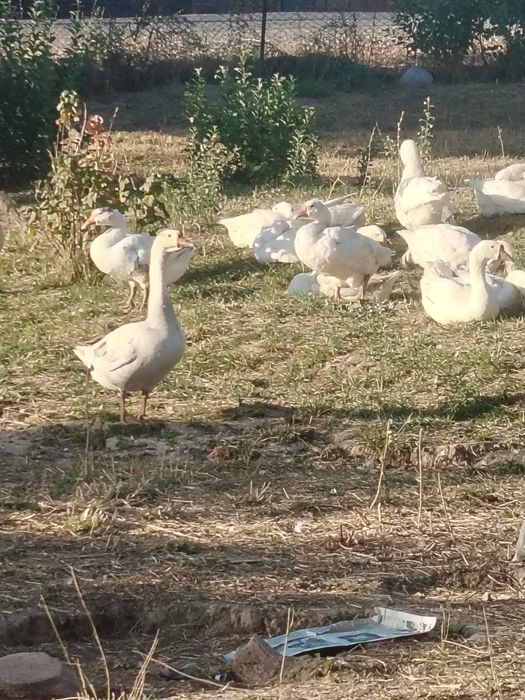 Продам. Гуси, утки пекинки, башкирки