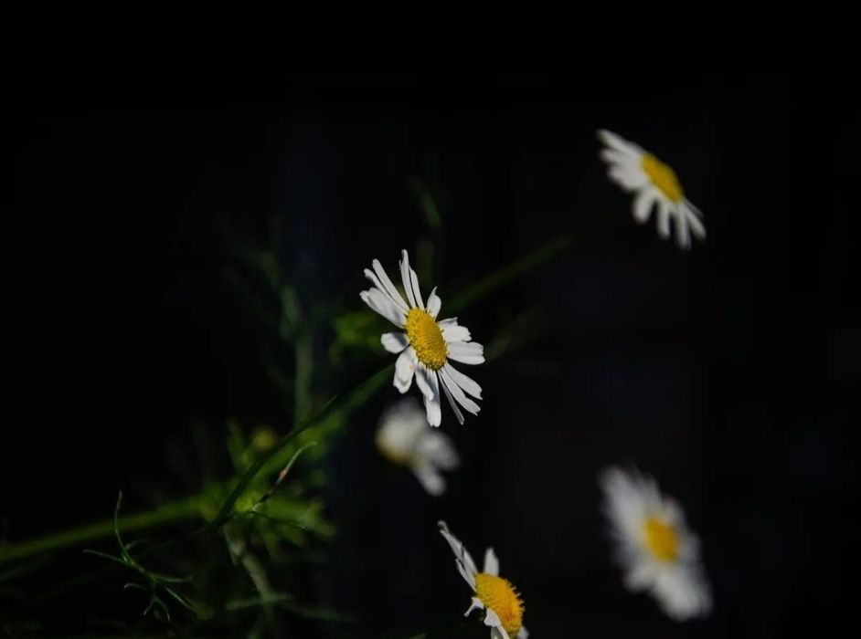 Nikon d5100 фотоаппарат