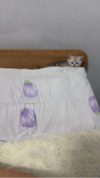 Шотландский котенок