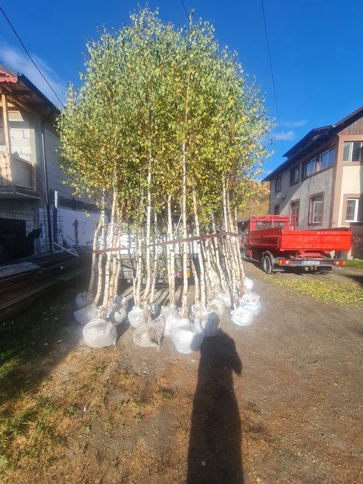 Mesteacăn alb lelandy 2,5m