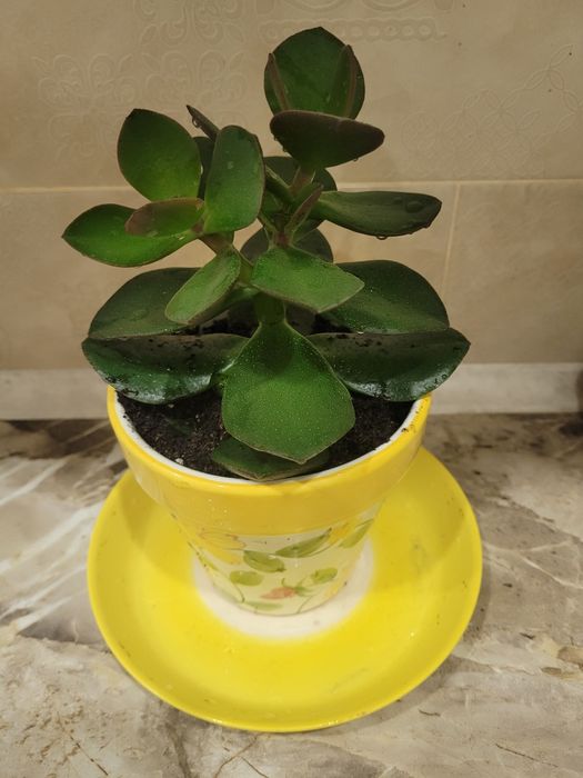 Продам цветок Денежное дерево