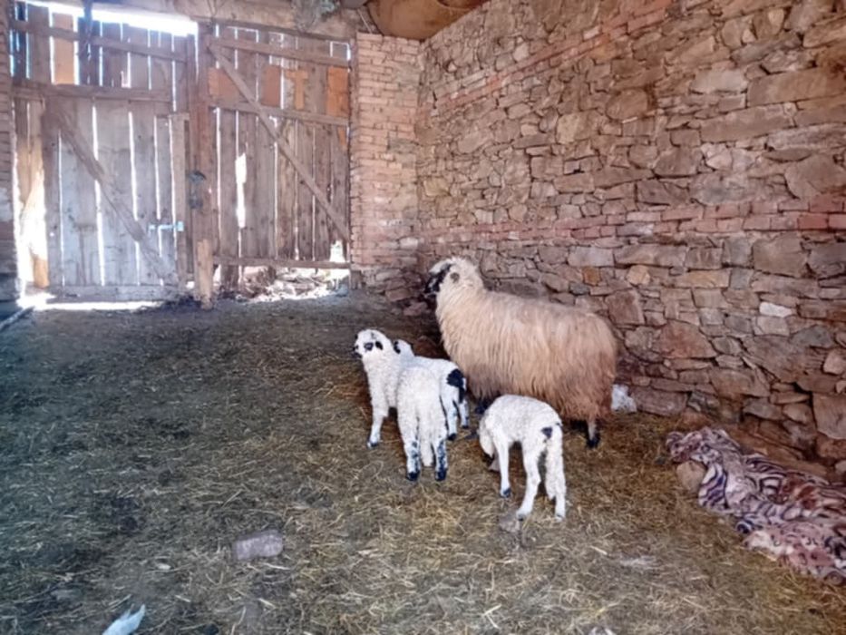 Oi de vanzare cu mei