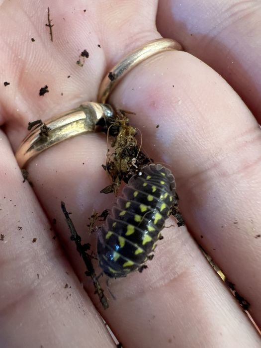 мокрицы Armadillidium maculatum