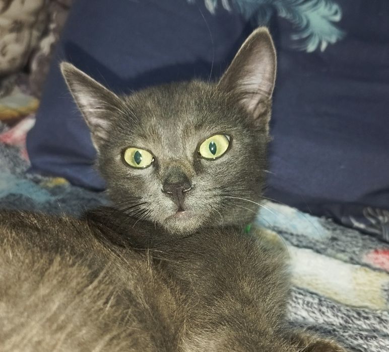 Котенок, 3 месяца, мальчик