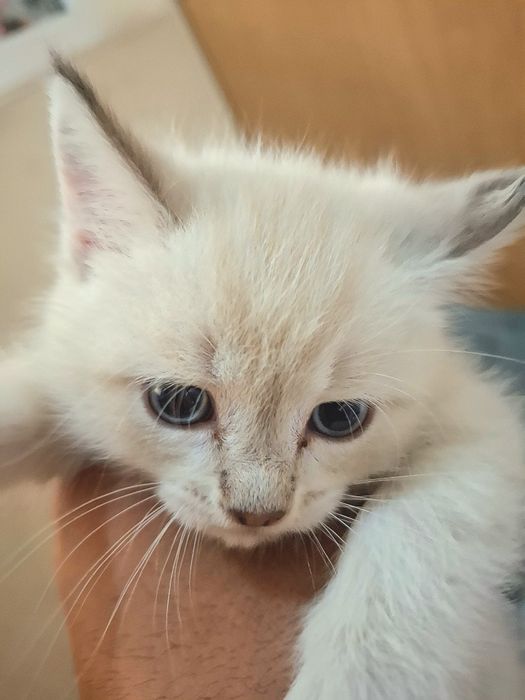 Котенок голубоглазый