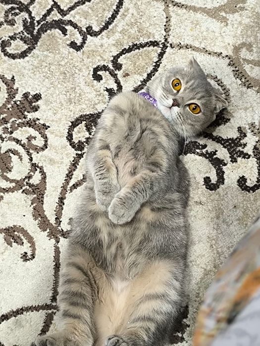 Кошки в добрые руки