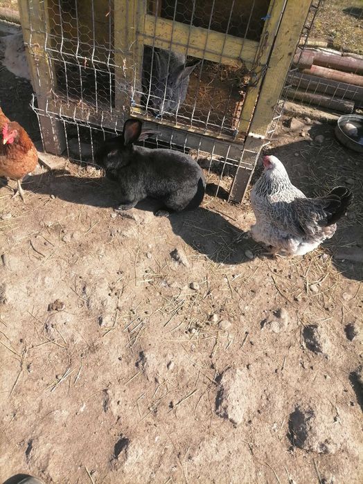 Ouă de țară de la găini fericite