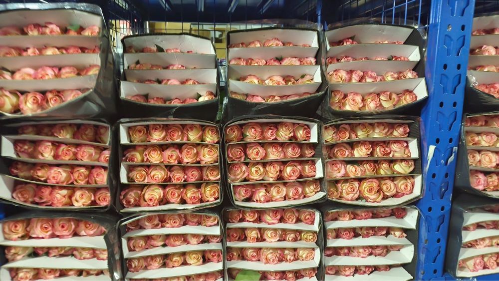 Роза оптом бағада
