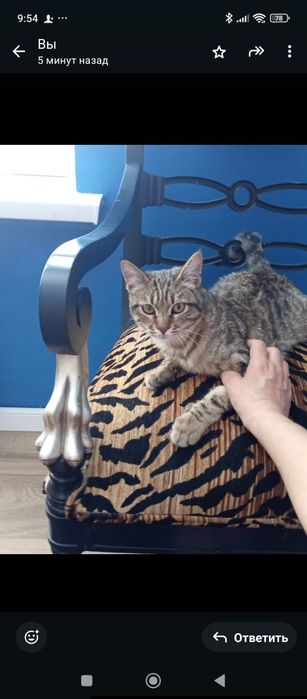 Кошка в хорошие руки