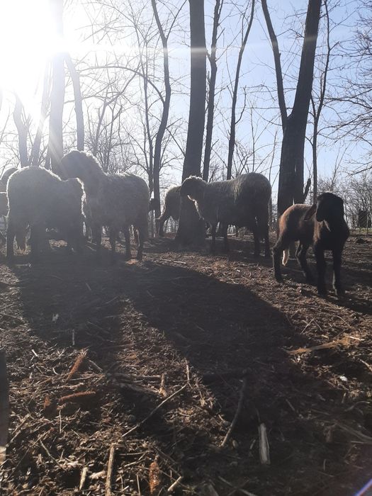 Vând 6 oi 3 fatate și 3 urmează sa fete