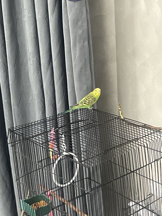 Продам попугаев,парочка