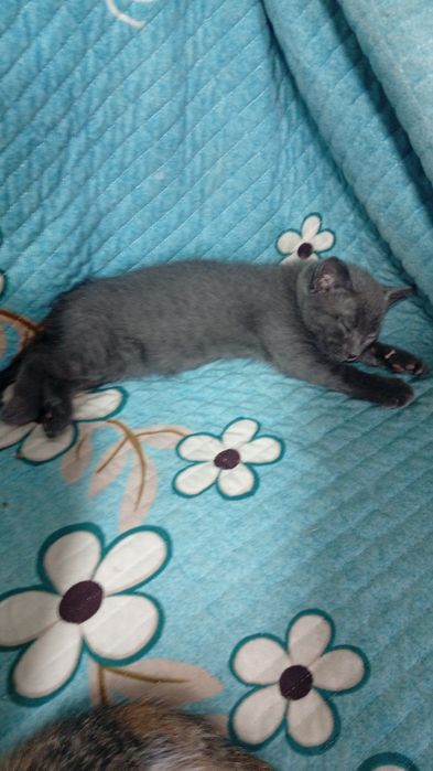 Котята бесплатно
