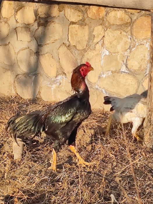 Куланги (Дакан) хўроз ва 5та товуқ сотилади зоти тоза 1ёш 6 ойлик